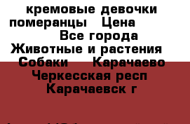 кремовые девочки померанцы › Цена ­ 30 000 - Все города Животные и растения » Собаки   . Карачаево-Черкесская респ.,Карачаевск г.